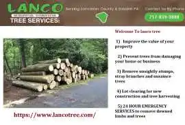 Trusted tree care services in Lancaster, PA, Lancaster