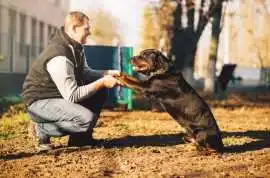 Dog Trainer, Mysore