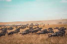 Discover the Beauty of Africa with Safari Adventur, Arusha