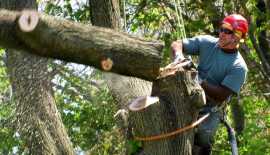 Edmonton Arborists Ensuring Healthy Trees for Your, Calgary