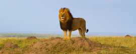 Tanzania Lodge Safari Package: An African Adventur