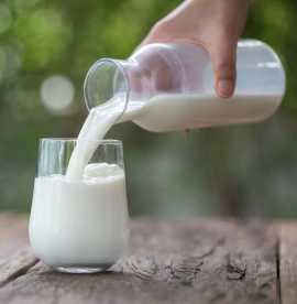 Enjoy the Authentic Flavors of Gir Cow Milk , Rajkot