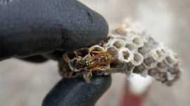 Wasp Control Services: Hiring Professionals , Melbourne