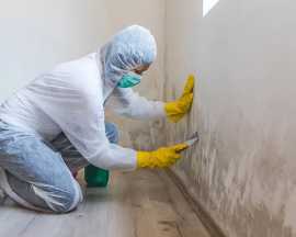 Breathe Easy: Expert Mold Remediation Services!, Orlando