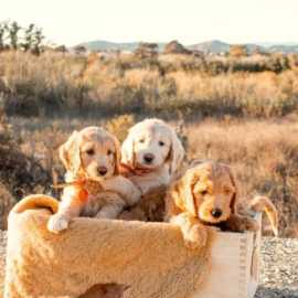 Micro Mini Goldendoodle CA, California City