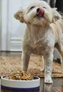 Nurturing Gut Health in Dogs, Bengaluru