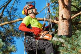 Tree Stump Removal Sydney: Eliminate Hazards , Sydney