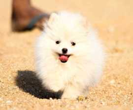 Toy Pomeranian Puppies for Sale in Delhi, Rp 80,000