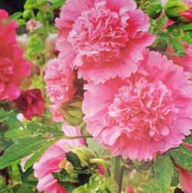 Best Flower Seeds Online India , $ 100
