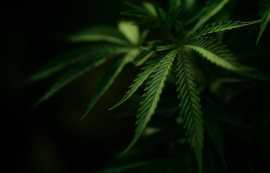 Online Dispensary in Guelph, Kitchener