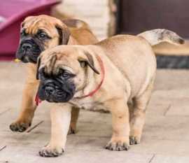 Bullmastiff Puppies for Sale in Delhi, ₹ 88,000
