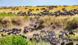 Tour packages to Maasai Mara National Reserve from, New York