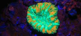 Experience the Magic with Underwater UV Light, $ 0
