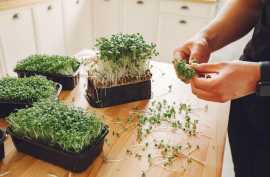  Indoor Garden Game with Fresh Microgreens, Gandhinagar