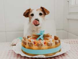 Dog Cake Shop in Rohini Royal Pooch Pet Bakery | , New Delhi
