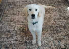 English Cream Golden Retrievers for Sale, Bedford