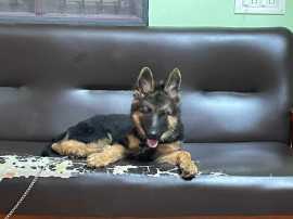 German Shepherd Puppies For Sale In Chennai, ₹ 48,600
