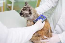 Pet Microchipping Service – Secure Your Pet Futuer, Doha