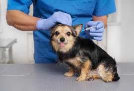 Safe and Trusted Vaccination Plans for Puppies , Fullerton