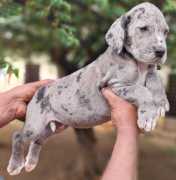 Great Dane Puppies for Sale in Mumbai, ¥ 68,500