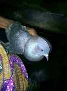 +27672740459 #AFRICA BRING BACK LOST LOVE SPELLS., Johannesburg