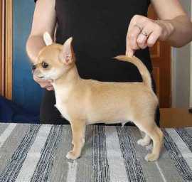 Chihuahua Puppies For Sale In Delhi, ₹ 66,200