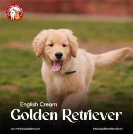 English Cream Golden Retriever: Bringing Grace., Bedford