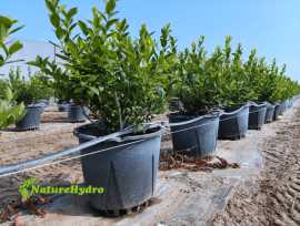 Plastic Berry Grow Pots Wholesale, $ 2