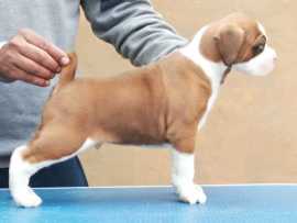 Boxer Puppies for Sale In Pune, ₹ 68,500