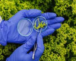 B.Sc. (Hons.) Microbiology Colleges in Lucknow, Lucknow