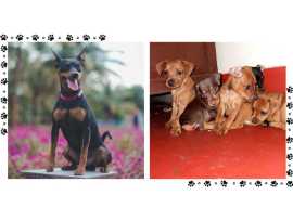 Miniature Pinscher Puppies For Sale In Surat, ¥ 34,400