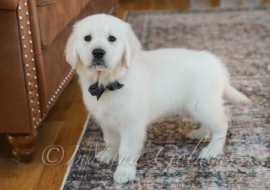 English Retriever Indiana – Dreamy Companions , Bedford