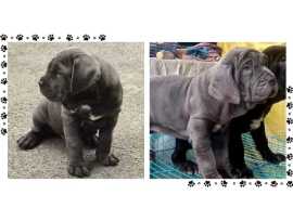 Neapolitan Mastiff Puppies For Sale In Surat, ₹ 68,400