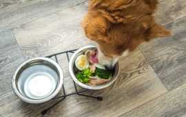 Natural Food for Obese Dogs Dubai, Dubai
