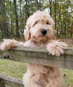Mini Goldendoodle: Filled With Fluff, Heart., Bedford