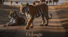 Experience Jaipur Ranthambore Tour for Royal Adven, Jaipur