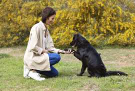 Best Animal Communication via Reiki, New York