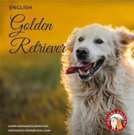 English Golden Retriever: Bred for Love, Light., Bedford