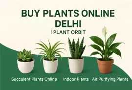 Order Plants Online In Delhi, ₹ 99