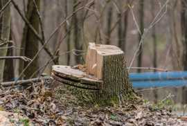 Expert Commercial Tree Surgeons in Belfast Today, Belfast
