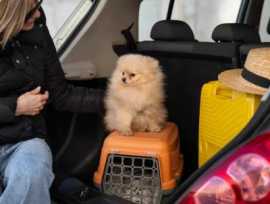 Pet Relocation Services USA – Dog Gone Taxi, Woodinville