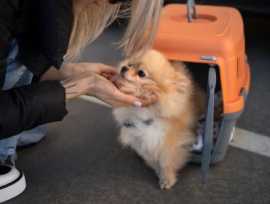Best Pet Delivery Service | Airborne Animals LLC, Seattle