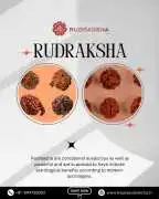 Leading Rudraksha Shop in Bangalore, Bhubaneswar
