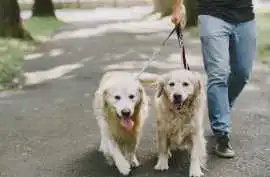 Dog Walking Services, Srinagar