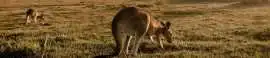 Premium Hunter Valley Airport Transfer, Sydney