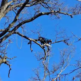 Dead Branches at Risk? Book Dead wooding Today!, Chobham