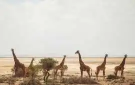 Luxury Kenya Experience
