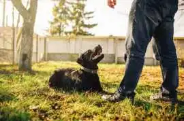 Dog Training Service , Bengaluru
