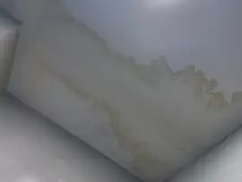 Ceiling Mold Removal: Funguy Inspections, Los Angeles