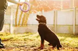 Dog Training Service, Delhi